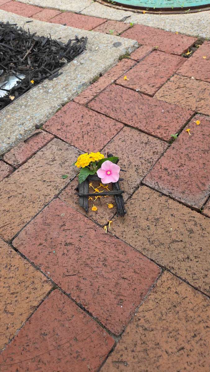 클락스빌 테네시 스캐빈저 헌트 스캐빈저 헌트 사진