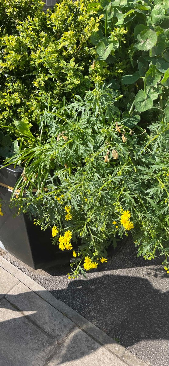 Kingston upon Thames Scavenger Hunt scavenger hunt photos