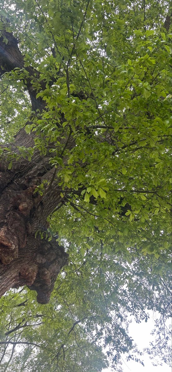 Jackson Tennessee Scavenger Hunt scavenger hunt photos