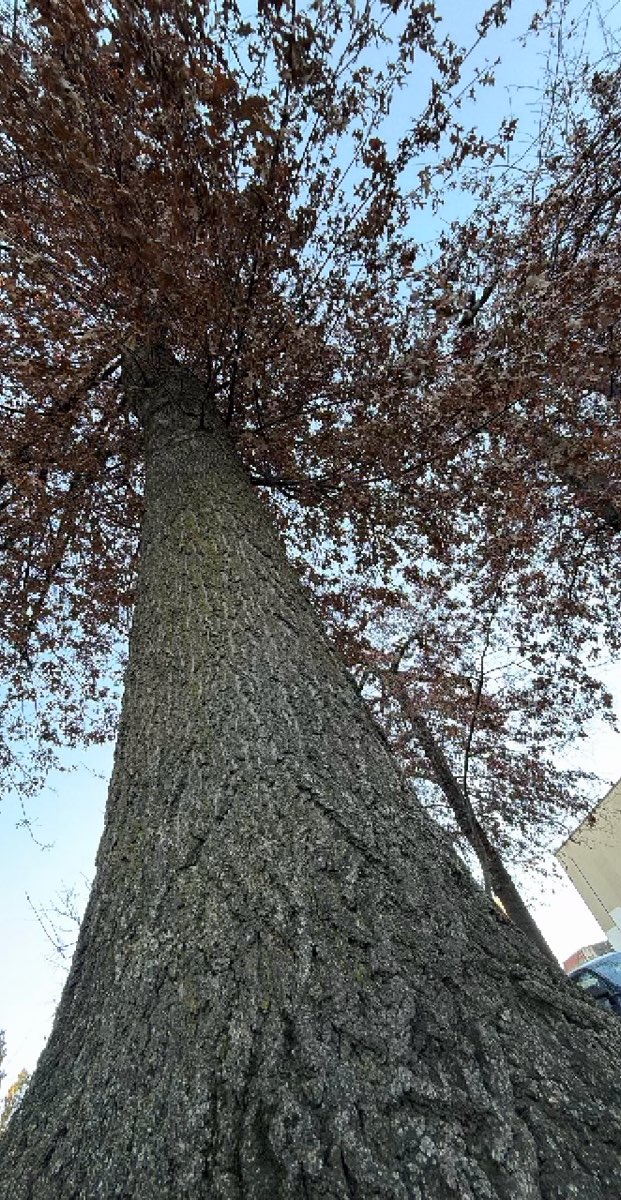 Portland Oregon Bar Crawl Schnitzeljagd Fotos