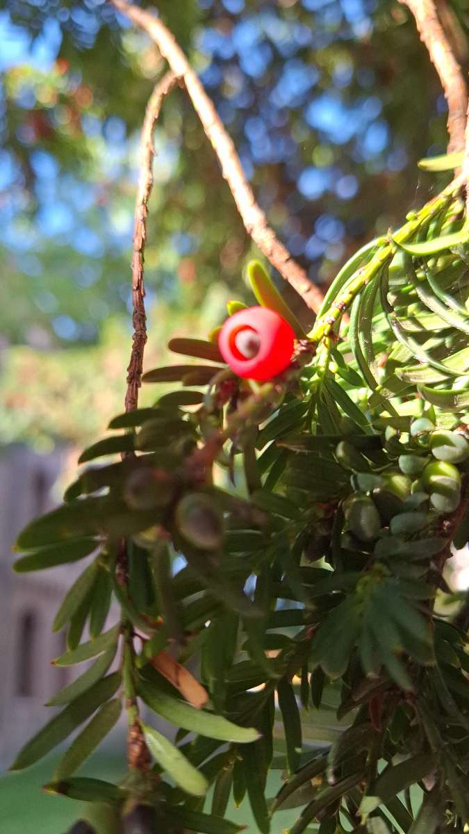 Lund Schnitzeljagd Fotos