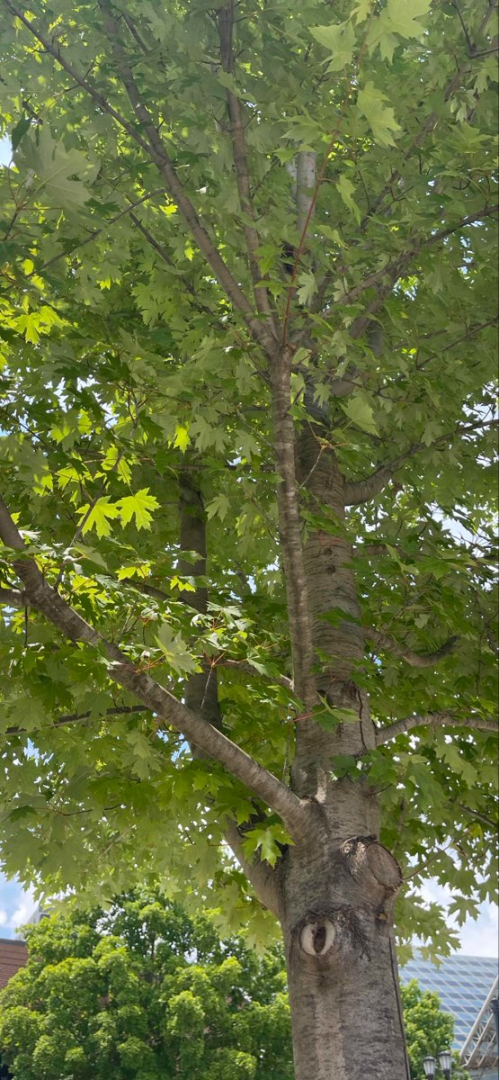 Фотографии квеста «ScavengerHunt.com: Охота за сокровищами в Университете Нотр-Дам»