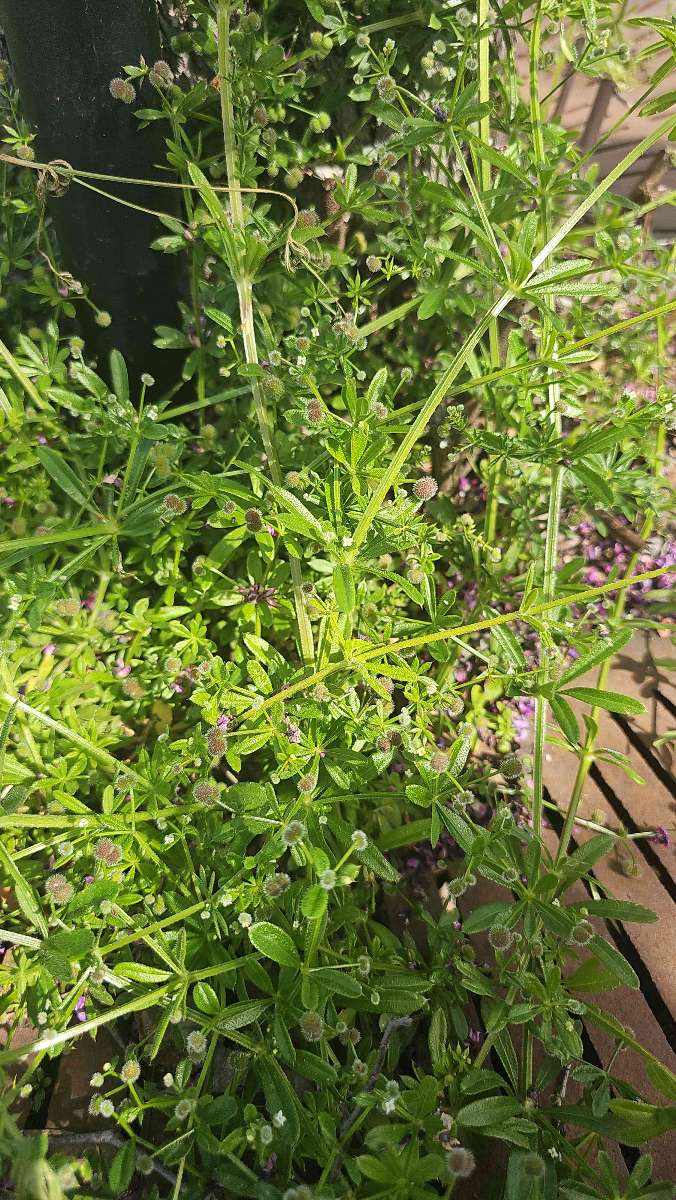 รูปภาพภารกิจล่าสมบัติ ไนลส์ แคลิฟอร์เนีย