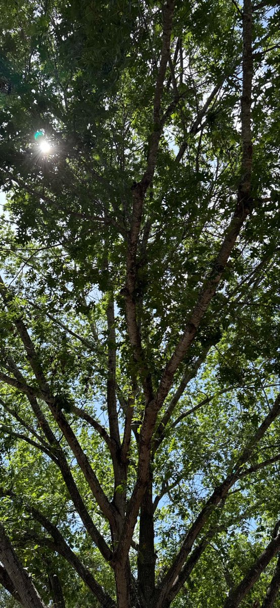 스미스빌 스캐빈저 헌트 스캐빈저 헌트 사진