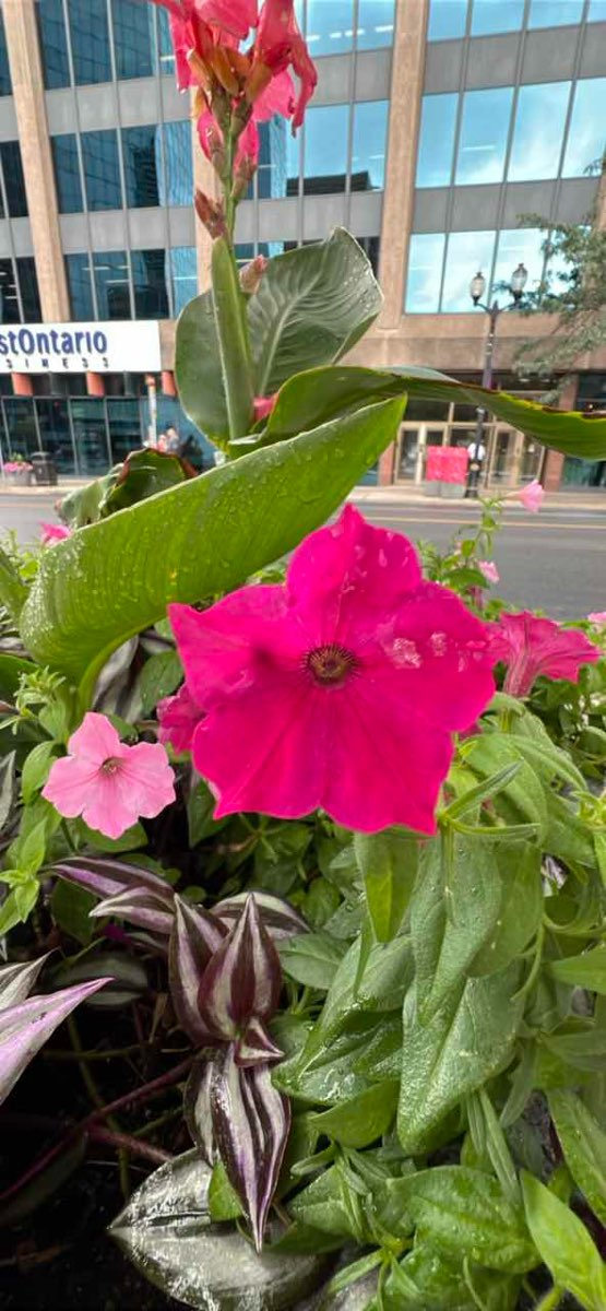 Hamilton Ontario Scavenger Hunt scavenger hunt photos