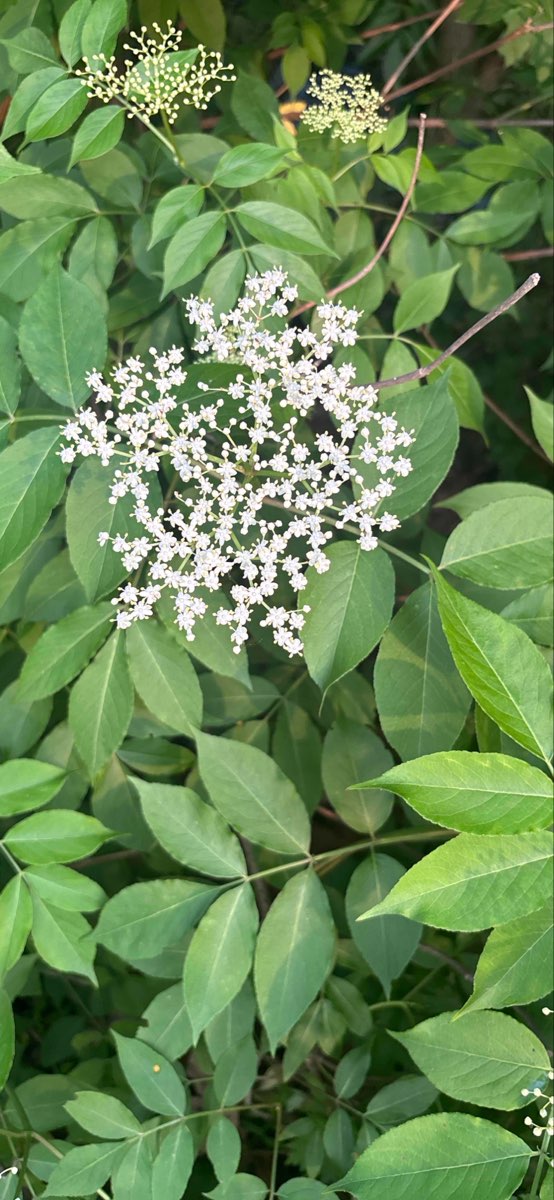 Fotos da Ca&ccedil;a ao Tesouro de Rhinebeck