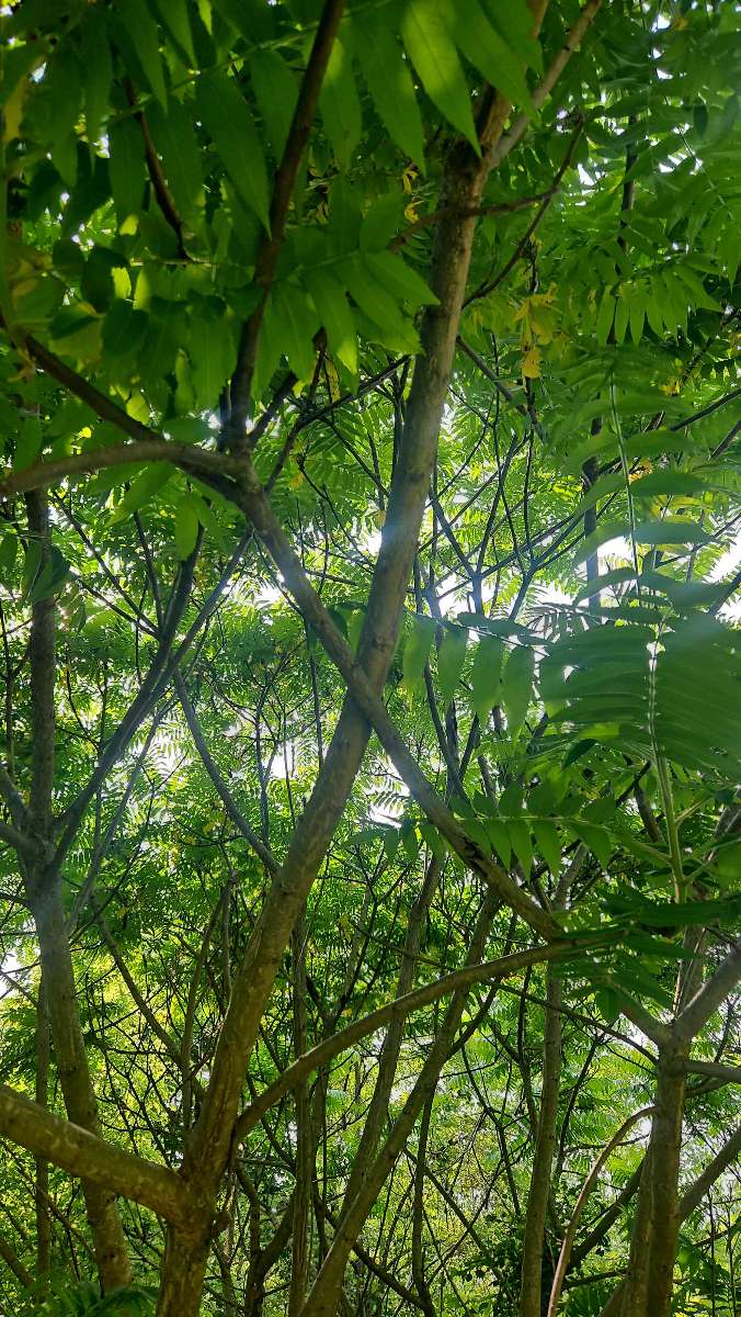 Richmond Indiana Scavenger Hunt scavenger hunt photos