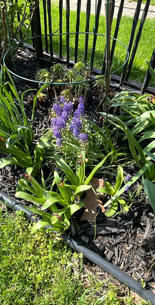 Niles Michigan Scavenger Hunt scavenger hunt photos