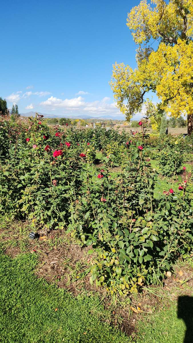 Fotky z
lovu pokladu v
Littletonu, Colorado