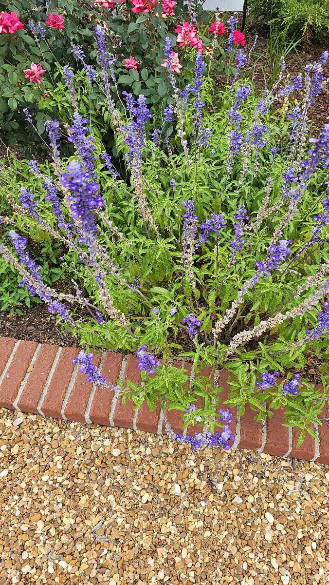 صور سباق البحث عن الكنز في تولاهوما