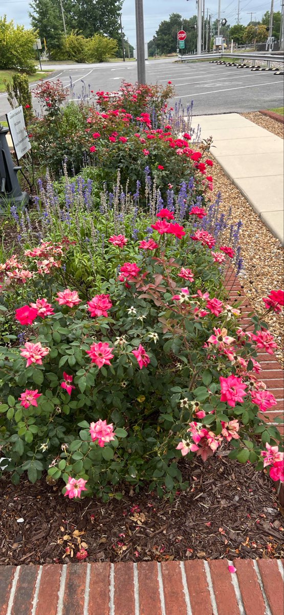 صور سباق البحث عن الكنز في تولاهوما