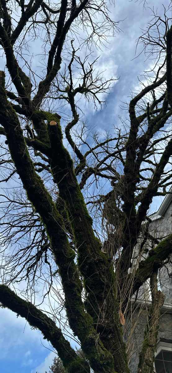 Fotky z West Vancouver Scavenger Hunt