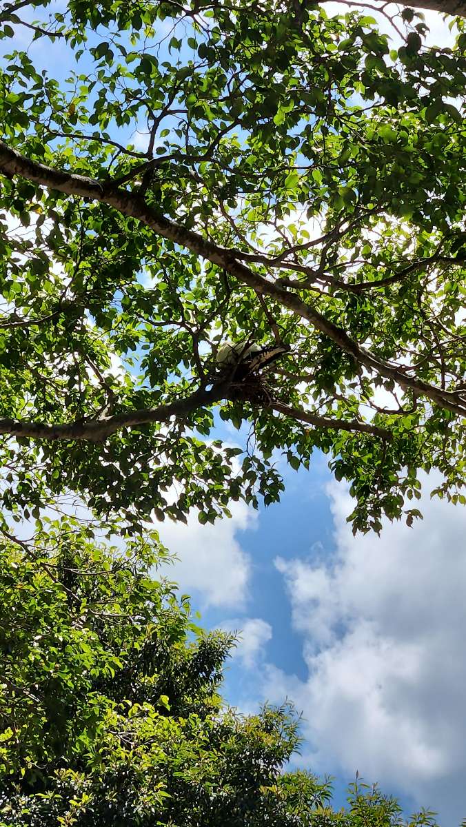 Cairns Scavenger Hunt (İpucu Avı) Fotoğrafları