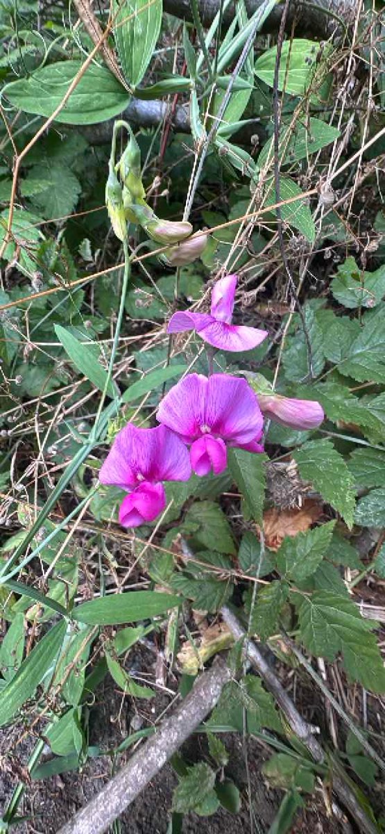 Seattle Downtown Scavenger Hunt scavenger hunt photos