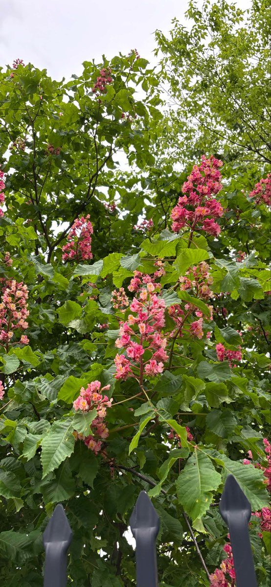 Springfield Missouri Scavenger Hunt scavenger hunt photos