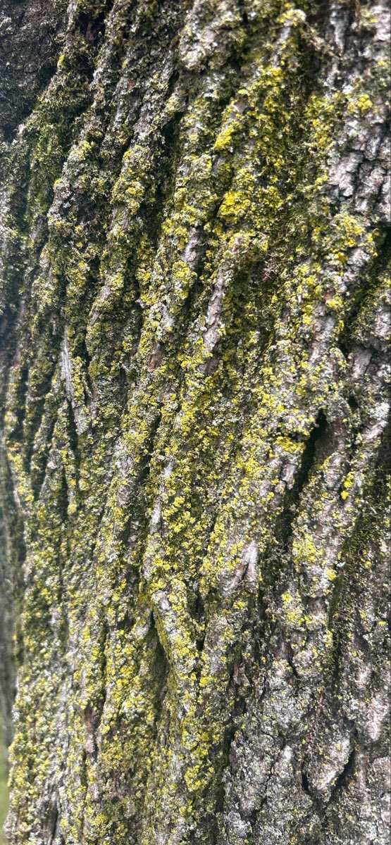 Pittsfield Scavenger Hunt scavenger hunt photos