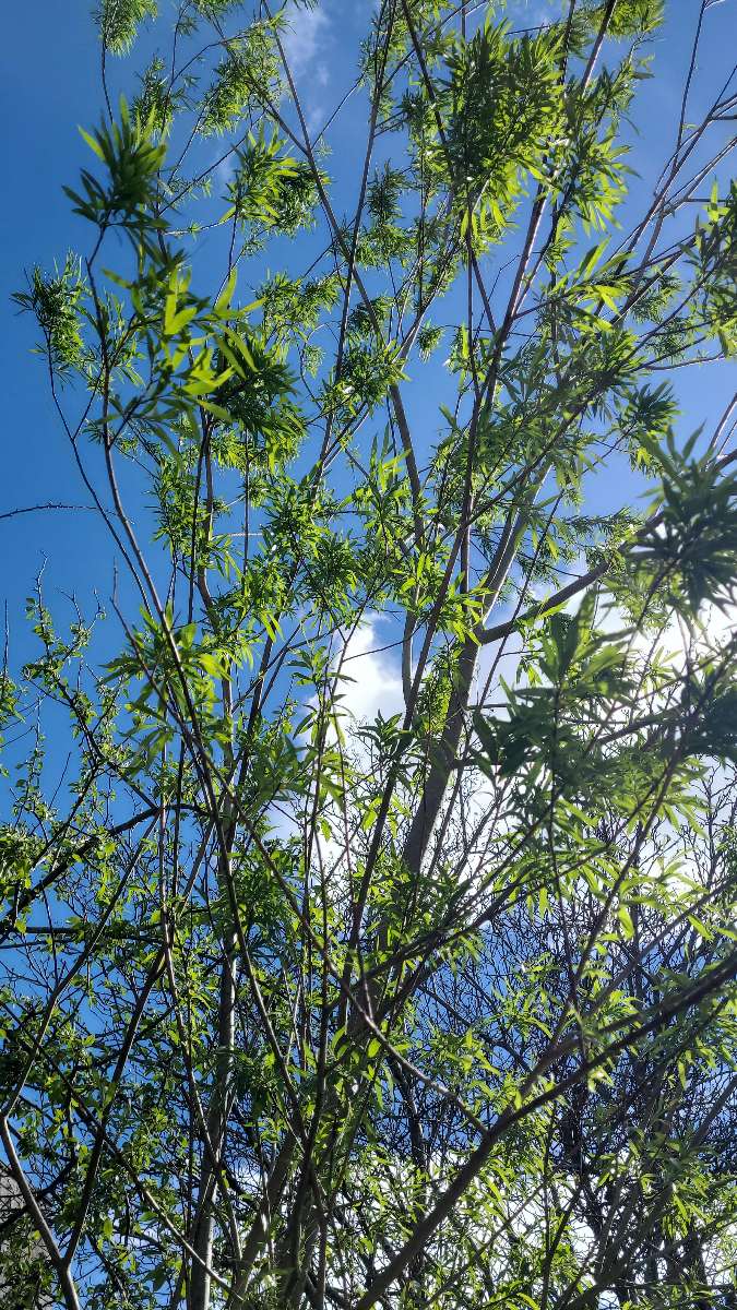 デヴィーズ・スカベンジャーハントのスカベンジャーハント写真