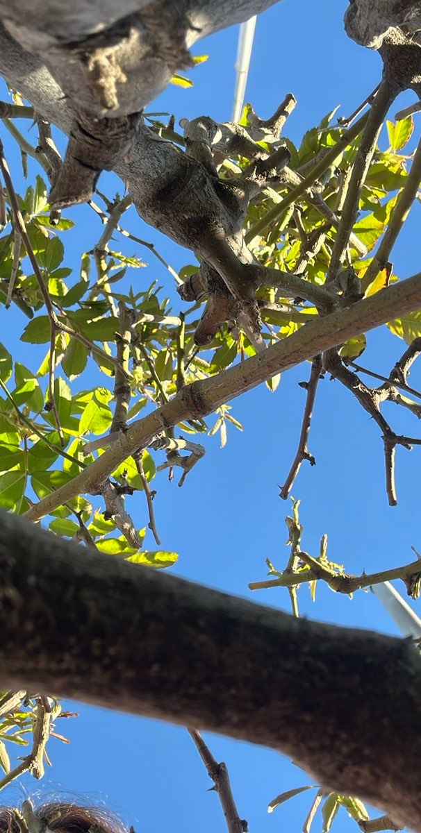 Fotos da ca&ccedil;a ao tesouro de Fullerton
