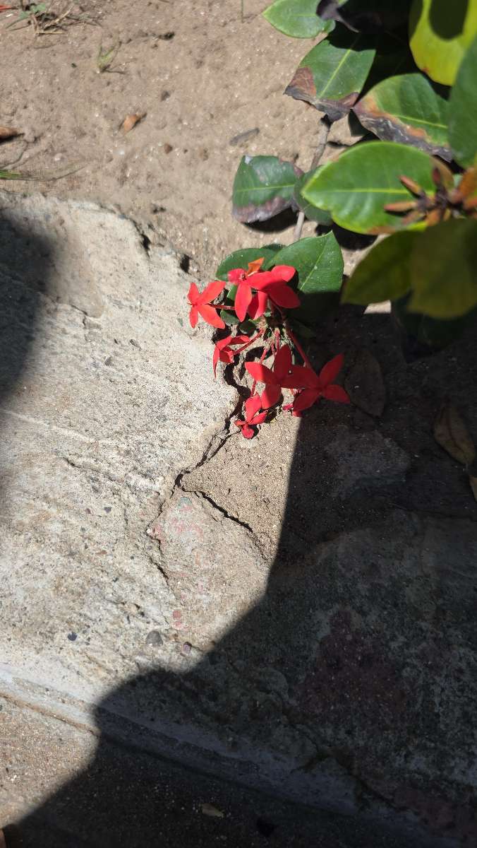 Mazatlan Scavenger Hunt स्कैवेंजर हंट फ़ोटो