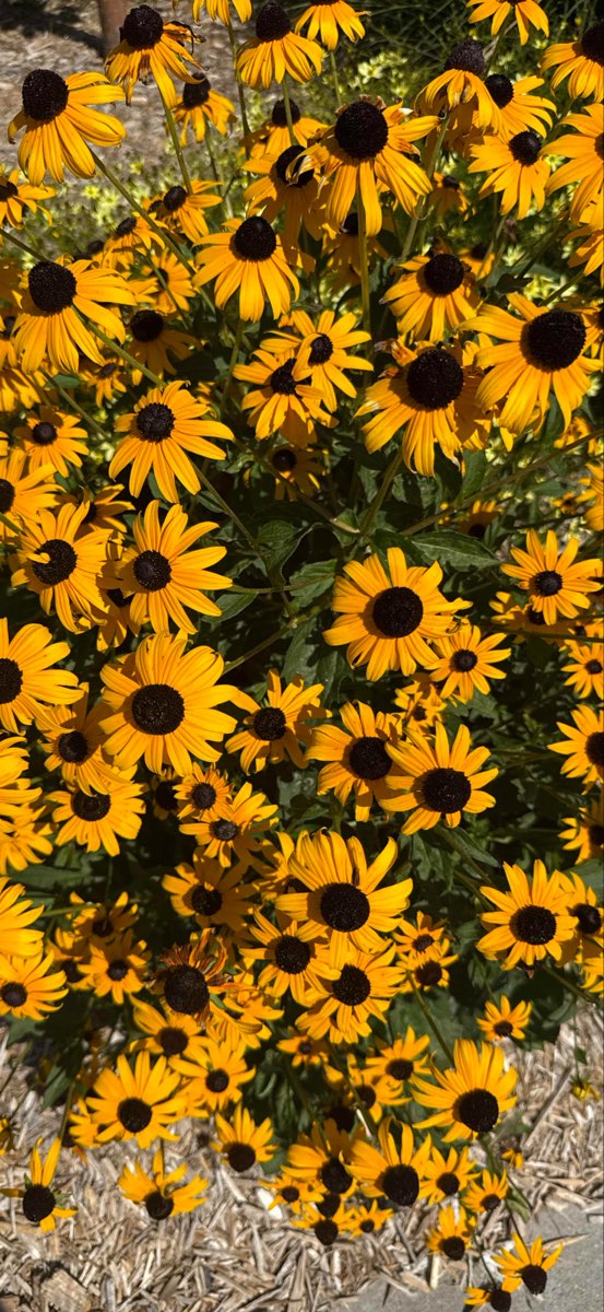 カーニー宝探しイベント写真