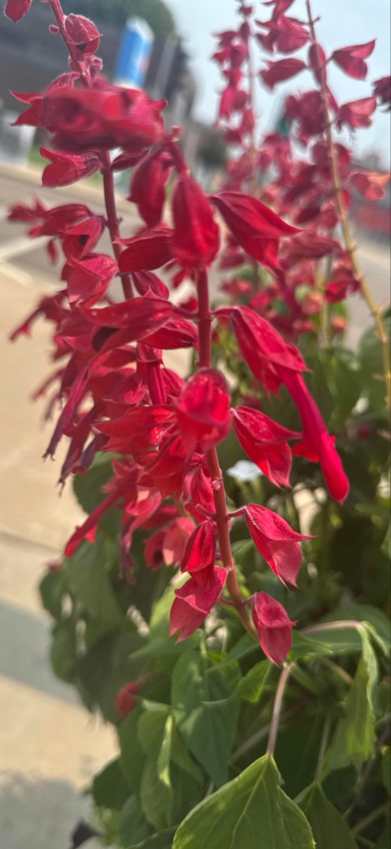 치페와 폴스 스캐빈저 헌트 스캐빈저 헌트 사진