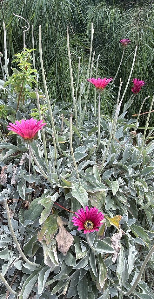 Castlemainen kaupunkiseikkailun valokuvat