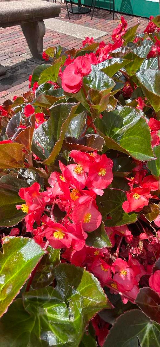 Pella Scavenger Hunt scavenger hunt photos