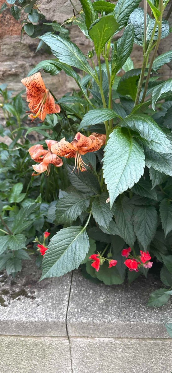 Heriot-Watt University Scavenger Hunt 관련 사진