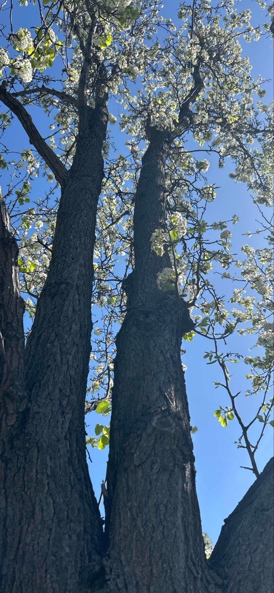 Cupertino Scavenger Hunt -valokuvasarja