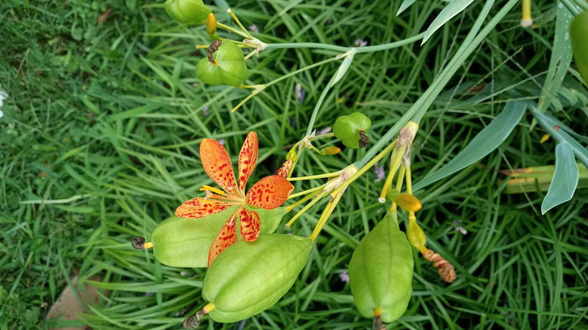 Abingdon Scavenger Hunt scavenger hunt photos