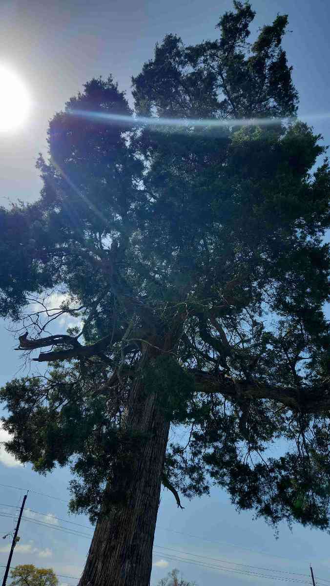 Marshall Teksas Scavenger Hunt &ccedil;evrimd&inodot;&scedil;&inodot; av&inodot; foto&gbreve;raflar&inodot;