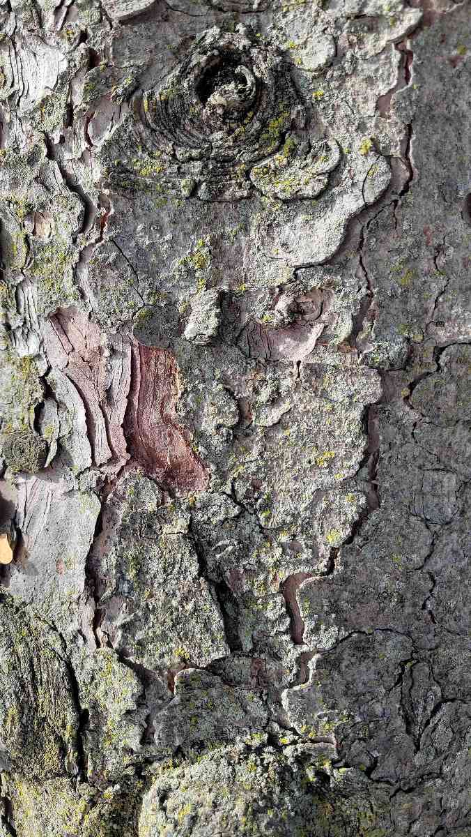 Brockville Scavenger Hunt scavenger hunt photos