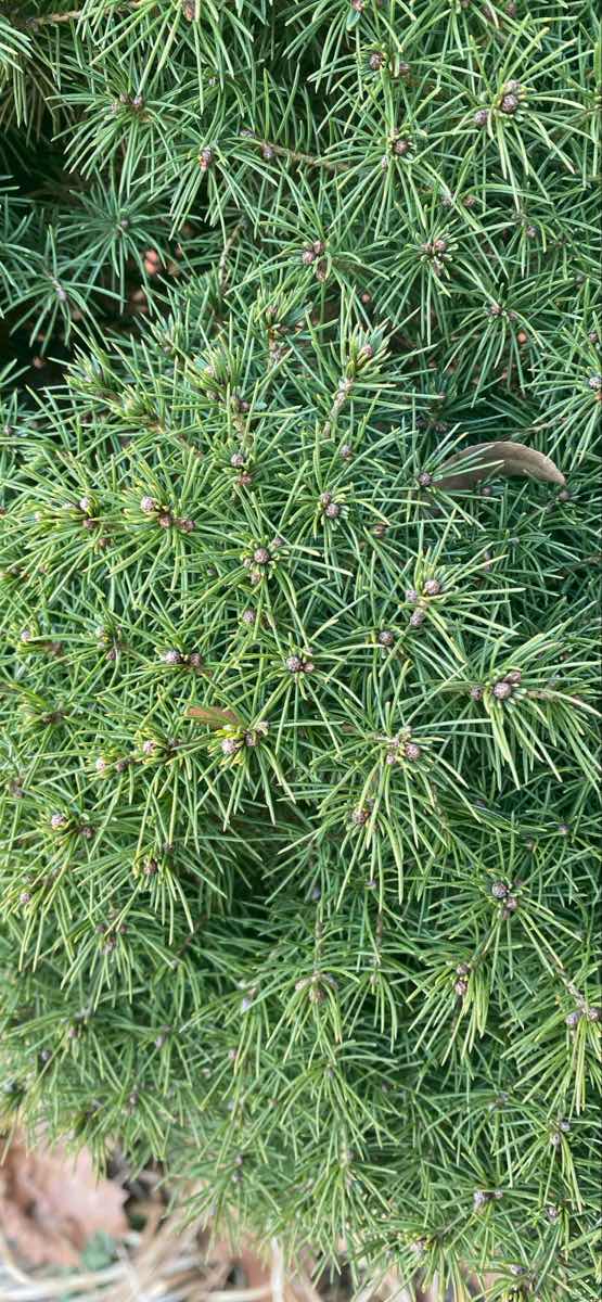 フロント・ロイヤル・スカベンジャーハント・スカベンジャーハント写真