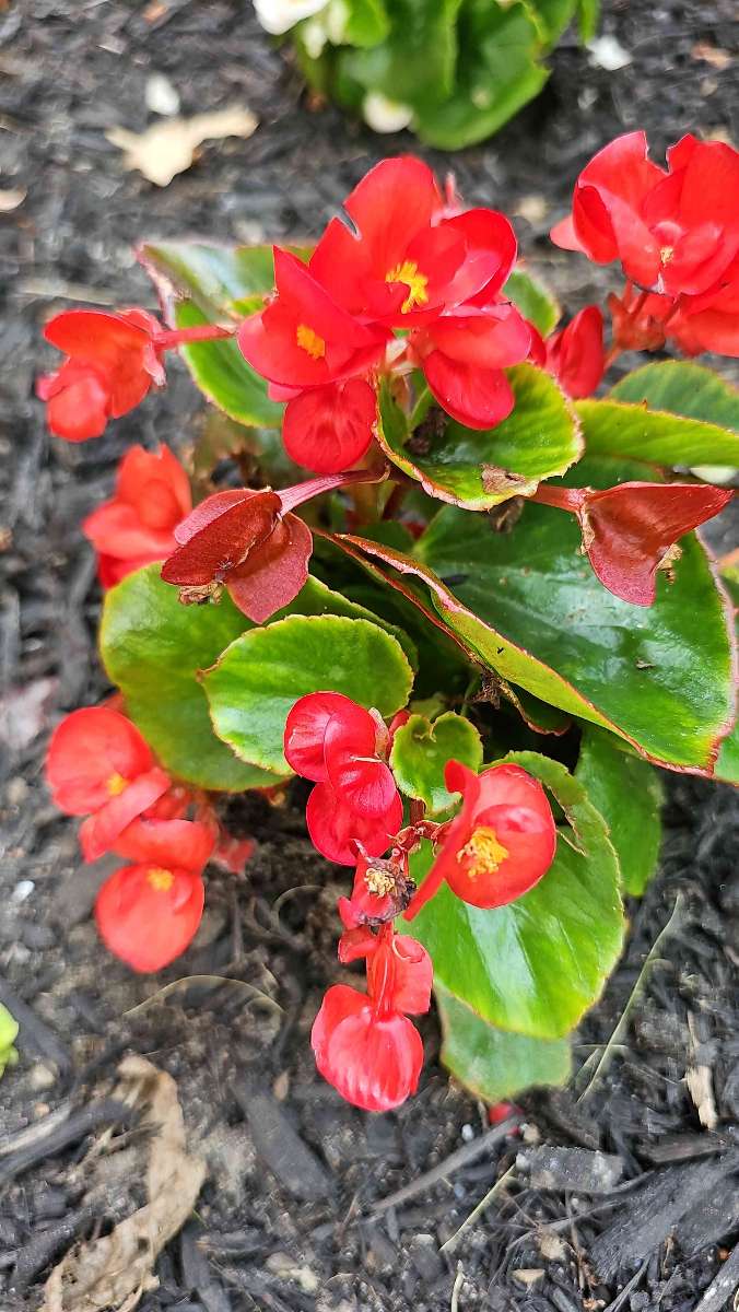 รูปภาพ Scavenger Hunt Mount Holly