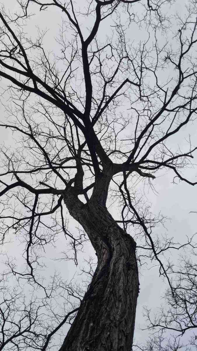 &kappa;&upsi;&nu;ή&gamma;&iota; &theta;&eta;&sigma;&alpha;&upsi;&rho;&omicron;ύ &gamma;&iota;&alpha; &omicron;&mu;&alpha;&delta;&iota;&kappa;ή &epsi;&rho;&gamma;&alpha;&sigma;ί&alpha;