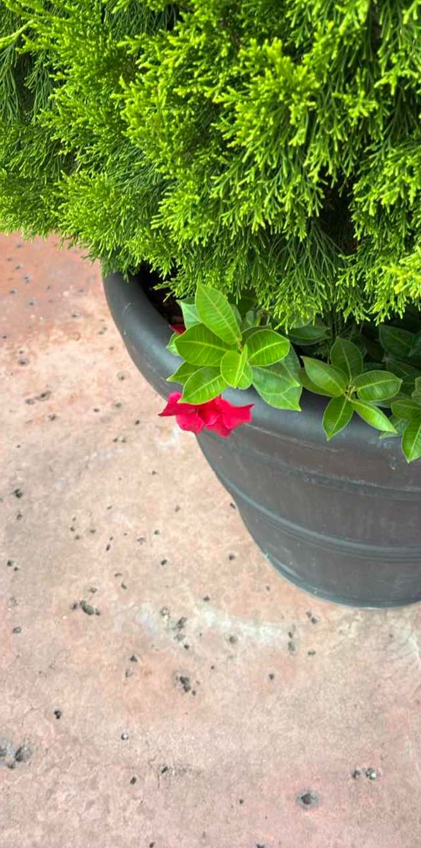 Foton från Orlando Ghost Tour-stadsrundtur