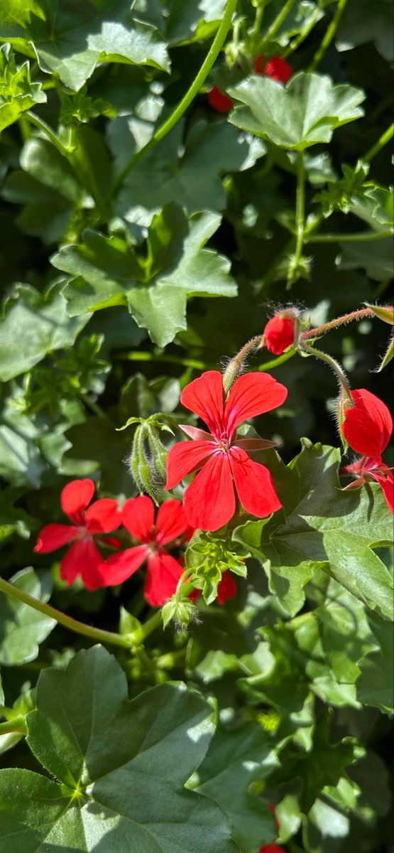 Fotografii v&acirc;n&abreve;toare de comori Haarlem