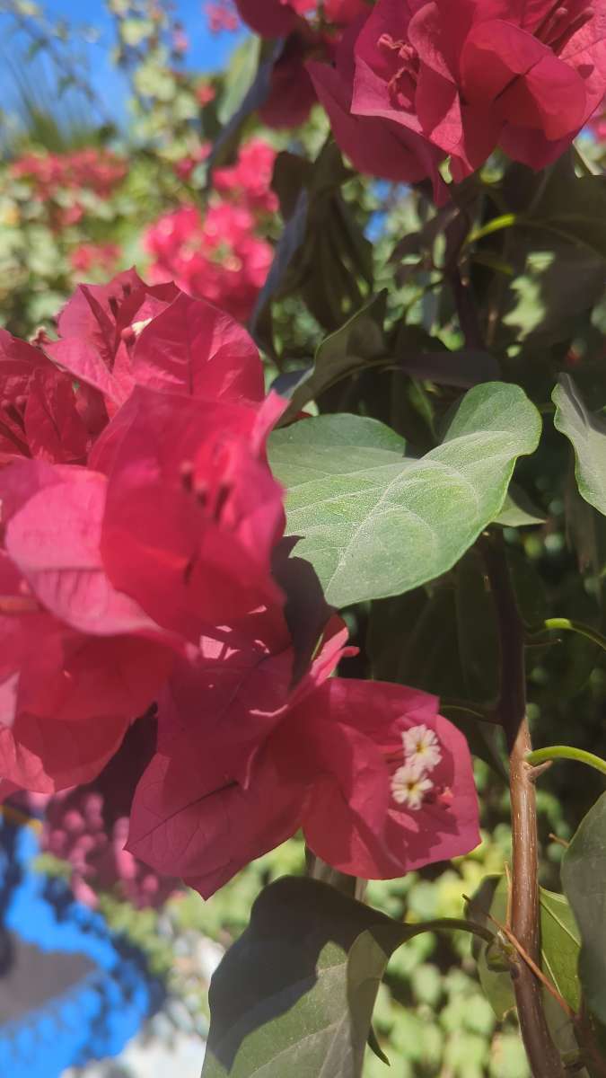 Billeder fra San Jose del Cabo Skattejagt