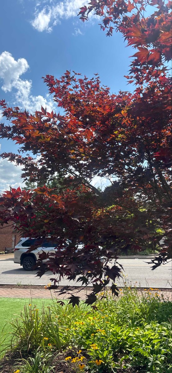 Franklin North Carolina -kaupunkiseikkailun seikkailukuvia