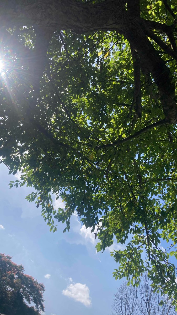 Vânătoare de comori Burlington Kentucky fotografii