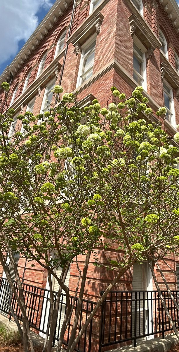 &Phi;&omega;&tau;&omicron;&gamma;&rho;&alpha;&phi;ί&epsi;&sigmav; &alpha;&pi;ό &tau;&omicron; &kappa;&upsi;&nu;ή&gamma;&iota; &theta;&eta;&sigma;&alpha;&upsi;&rho;&omicron;ύ Starkville