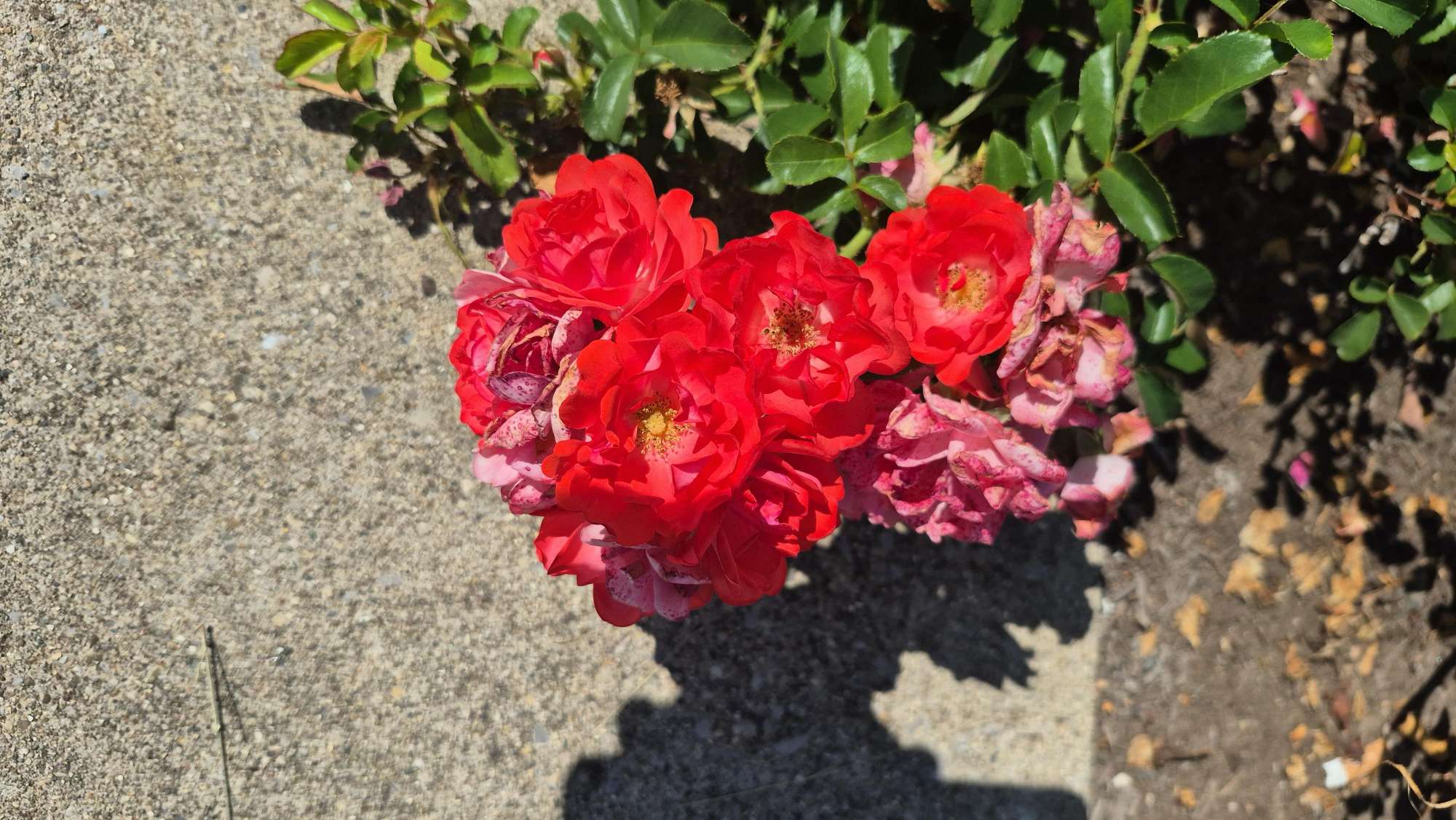 Cincinnati Downtown Scavenger Hunt scavenger hunt photos