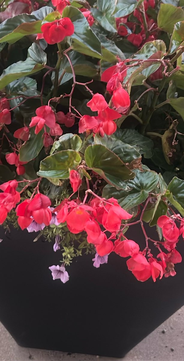 Fotos da Caça ao Tesouro na Illinois Wesleyan University