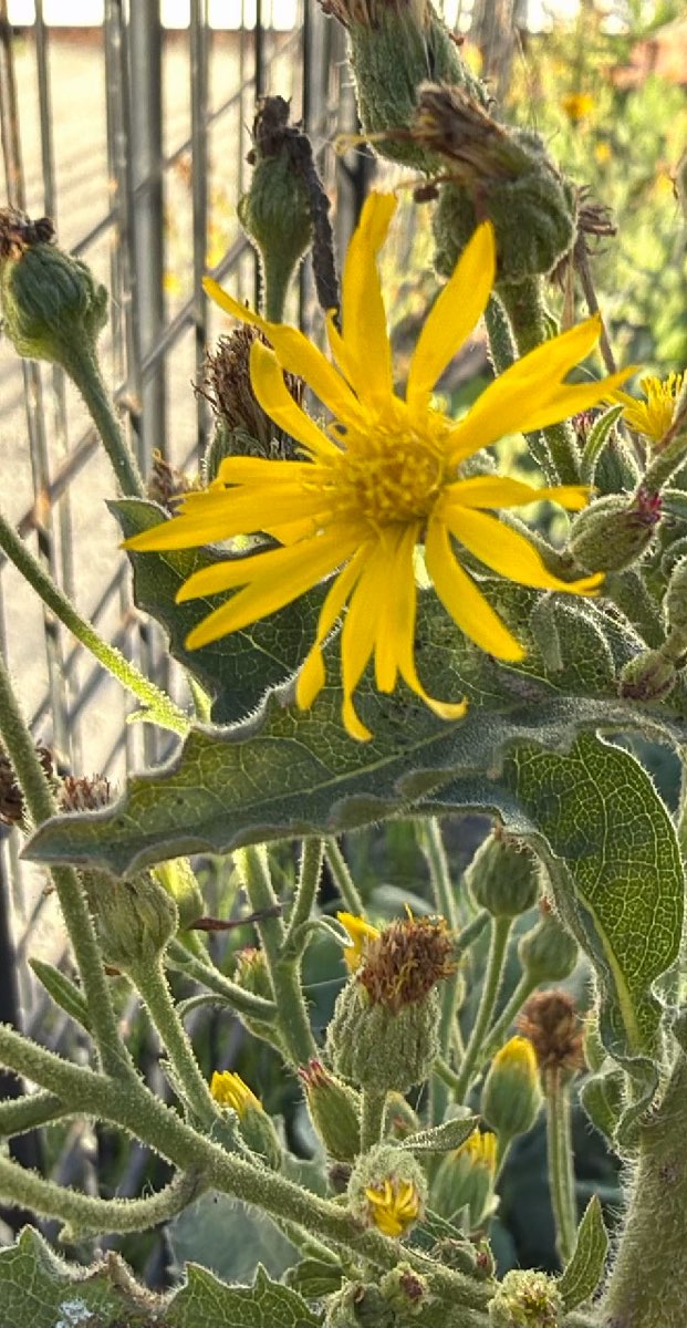 Huntington Beach Downtown Scavenger Hunt billeder fra skattejagt