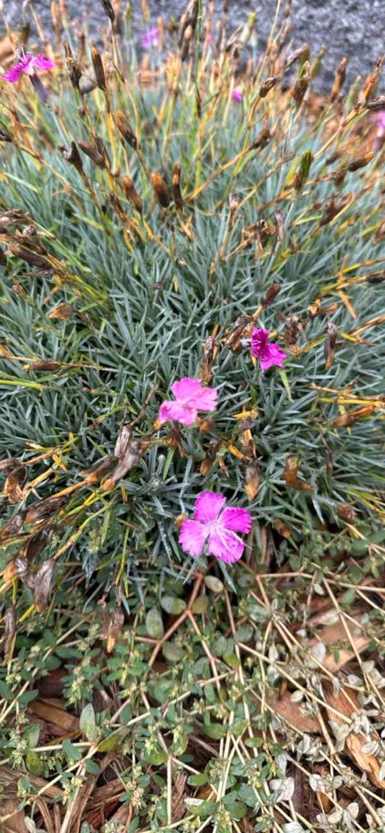 カーニー宝探しイベント写真