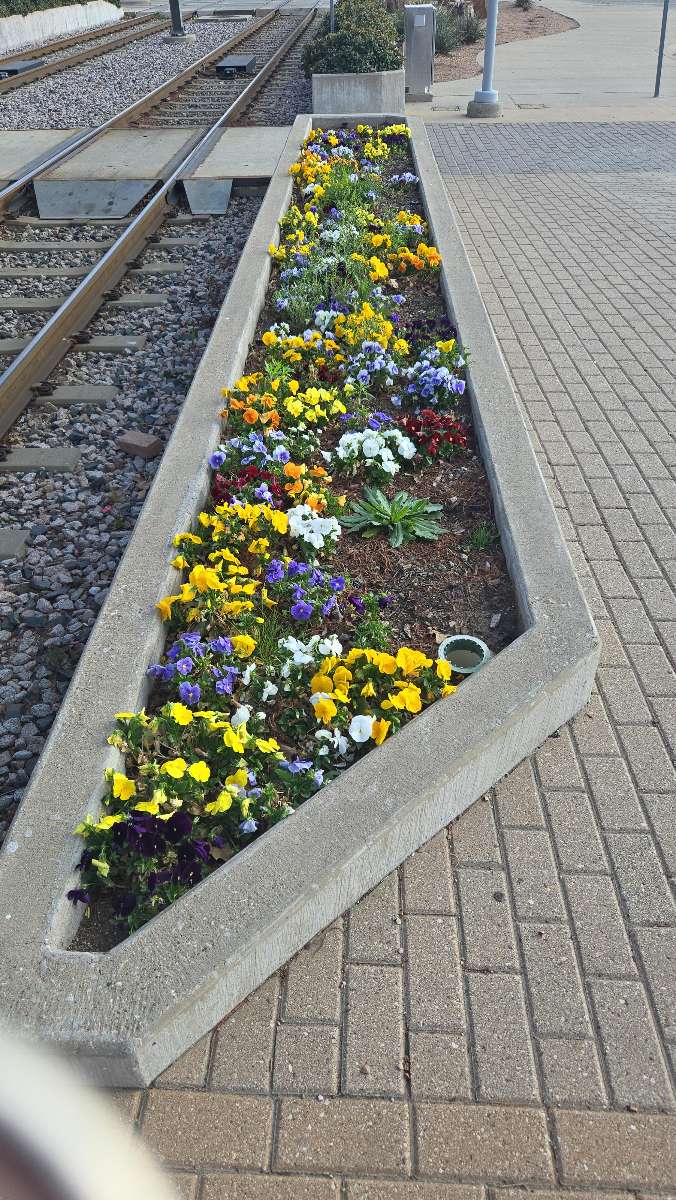 Farmers Branch Scavenger Hunt scavenger hunt photos