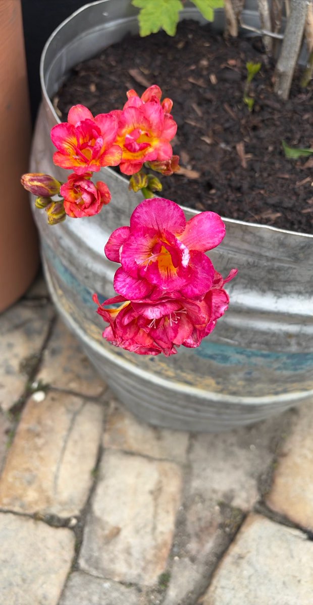 Foto's van de Tring Scavenger Hunt speurtocht