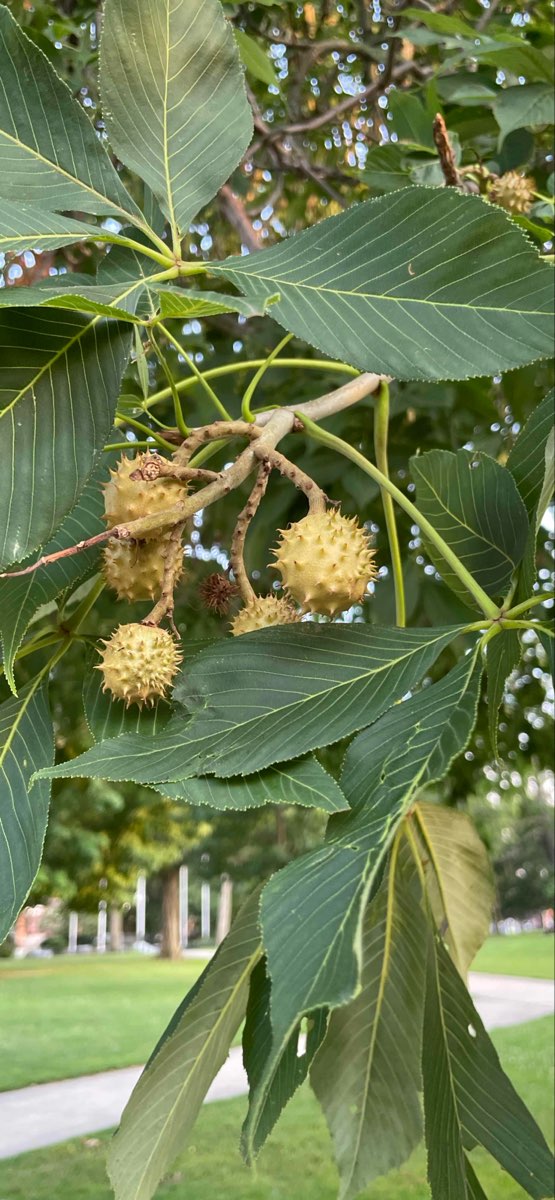 Waltham Scavenger Hunt scavenger hunt photos