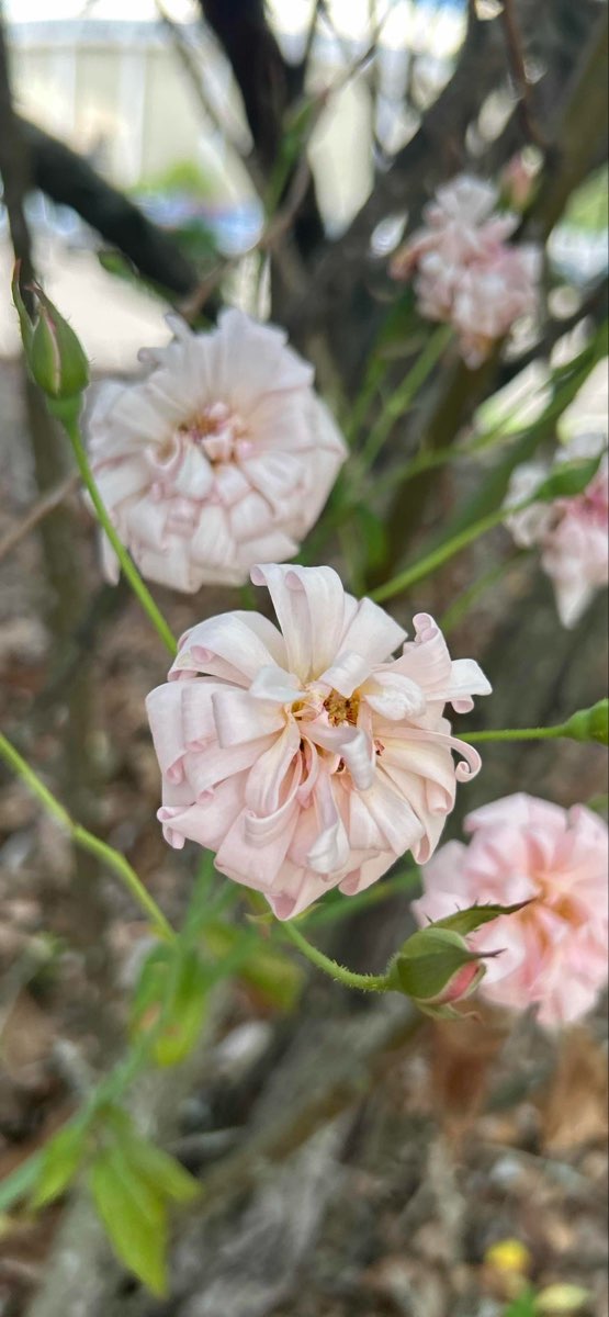 Dothan Scavenger Hunt scavenger hunt photos