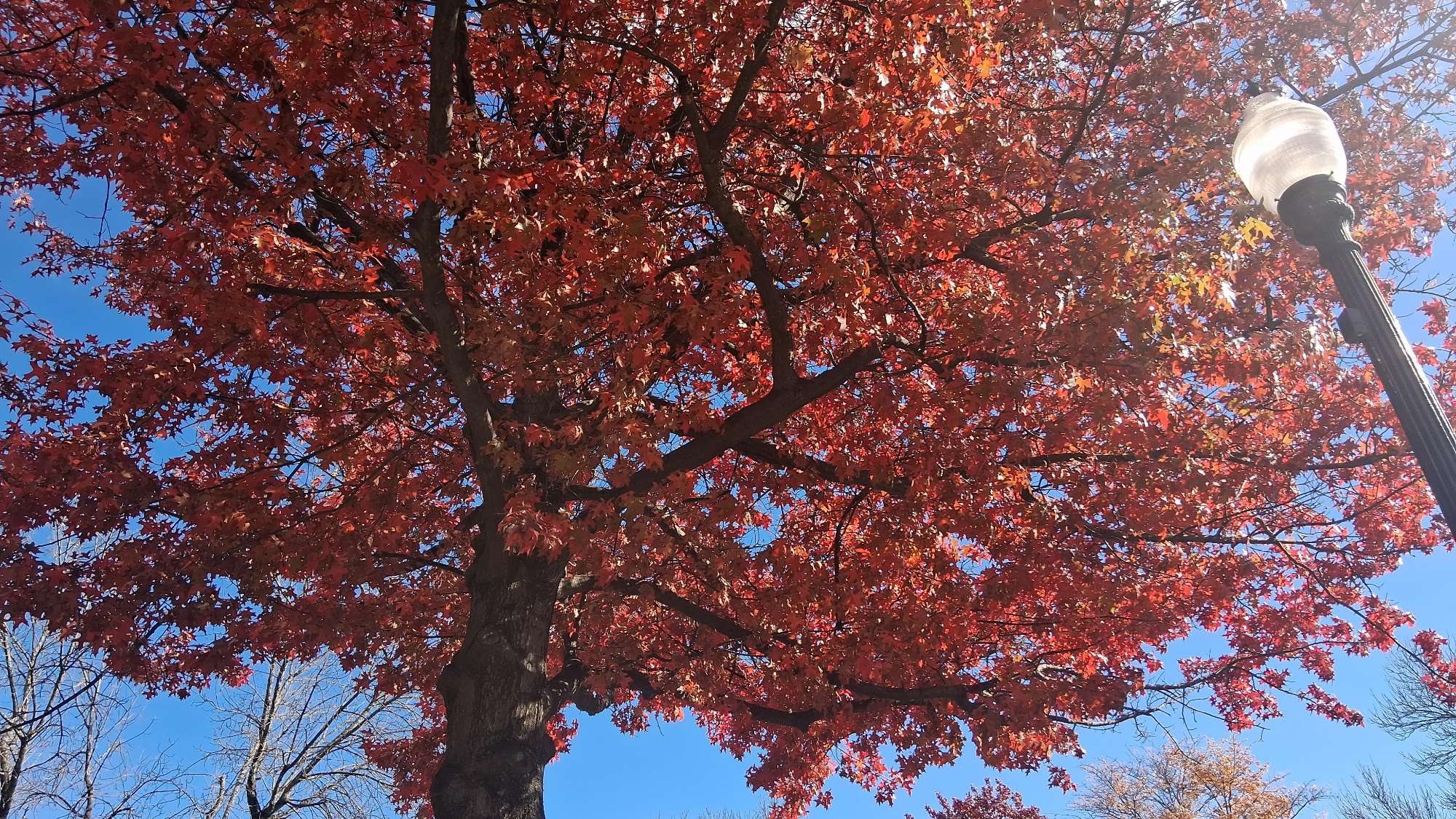 Keene Scavenger Hunt scavenger hunt photos